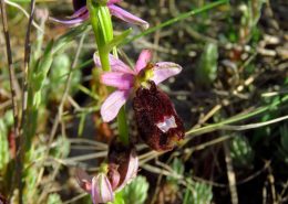 Bertolonijeva kokica (Ophrys bertolonii)