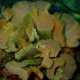 morska čipka (Reteporella spp)