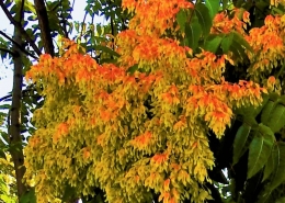 pajasen (Alianthus altissima)