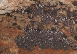 Oštrouhi šišmiš (Myotis blythii), dugokrili pršnjak (Miniopterus schreibersii), potkovasti šišmiš (Rhinolophus euryale)