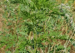 Ambrozija - Ambrosia artemisiifolia