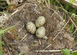 Gnijezdo sa jajima vlastelice Himantopus himantopus