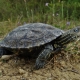 Riječna kornjača (Mauremys rivulata)