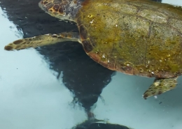 Glavata želva u dubrovačkom akvariju