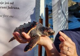 Povratak morskih kornjača u more