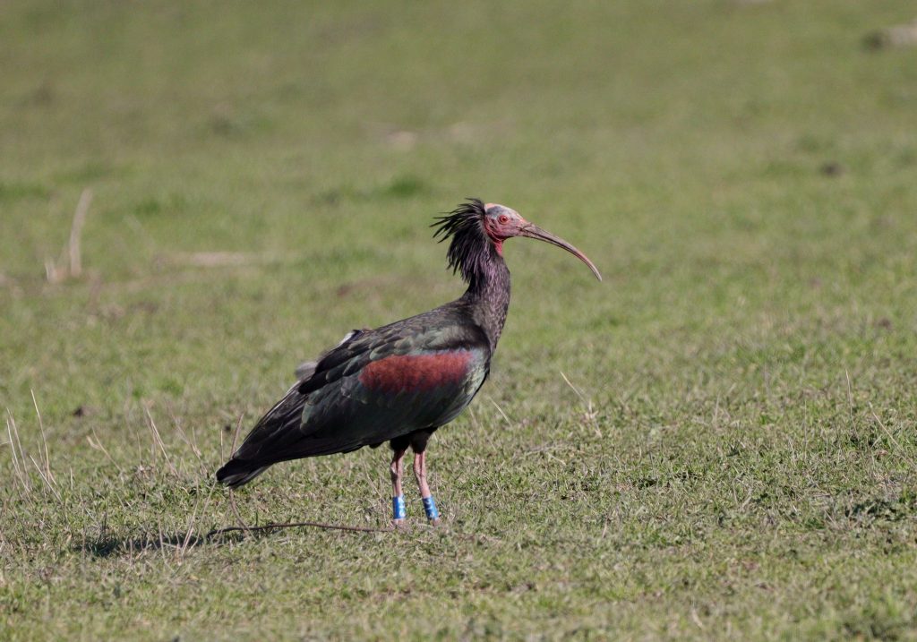 Ćelavi ibis (Geronticus eremita)
