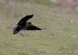 Ćelavi ibis (Geronticus eremita)
